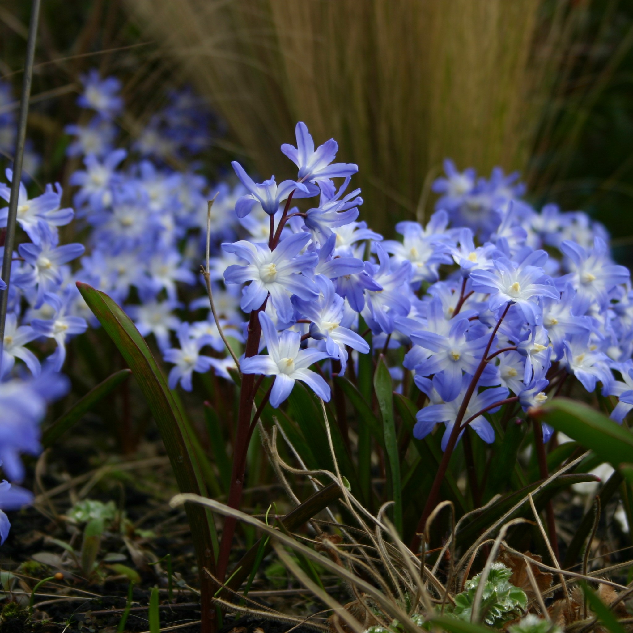 Chionodoxa (Glory of the Snow)